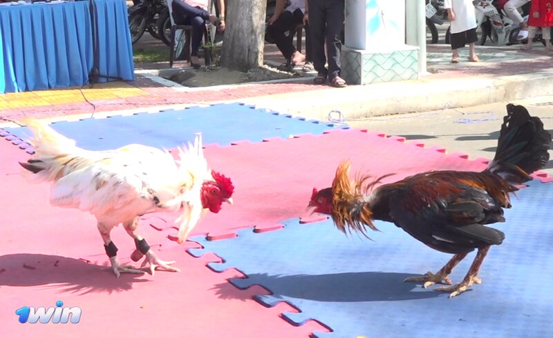 Cockfighting 1win Bangladesh - What Is Cockfighting 1win Bangladesh? Cockfighting 1win Bangladesh - What Is Cockfighting 1win Bangladesh?
